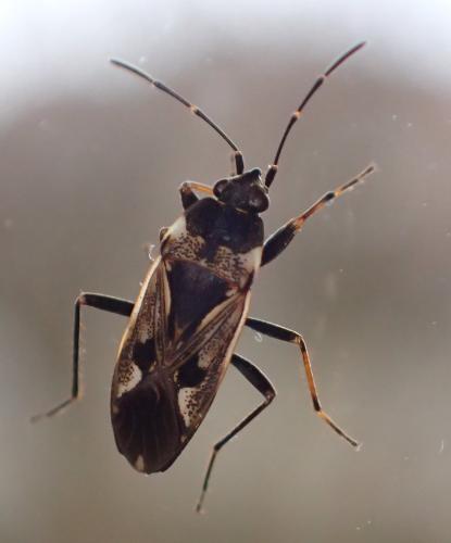 Réf. 198 623 : Rhyparochromus vulgaris